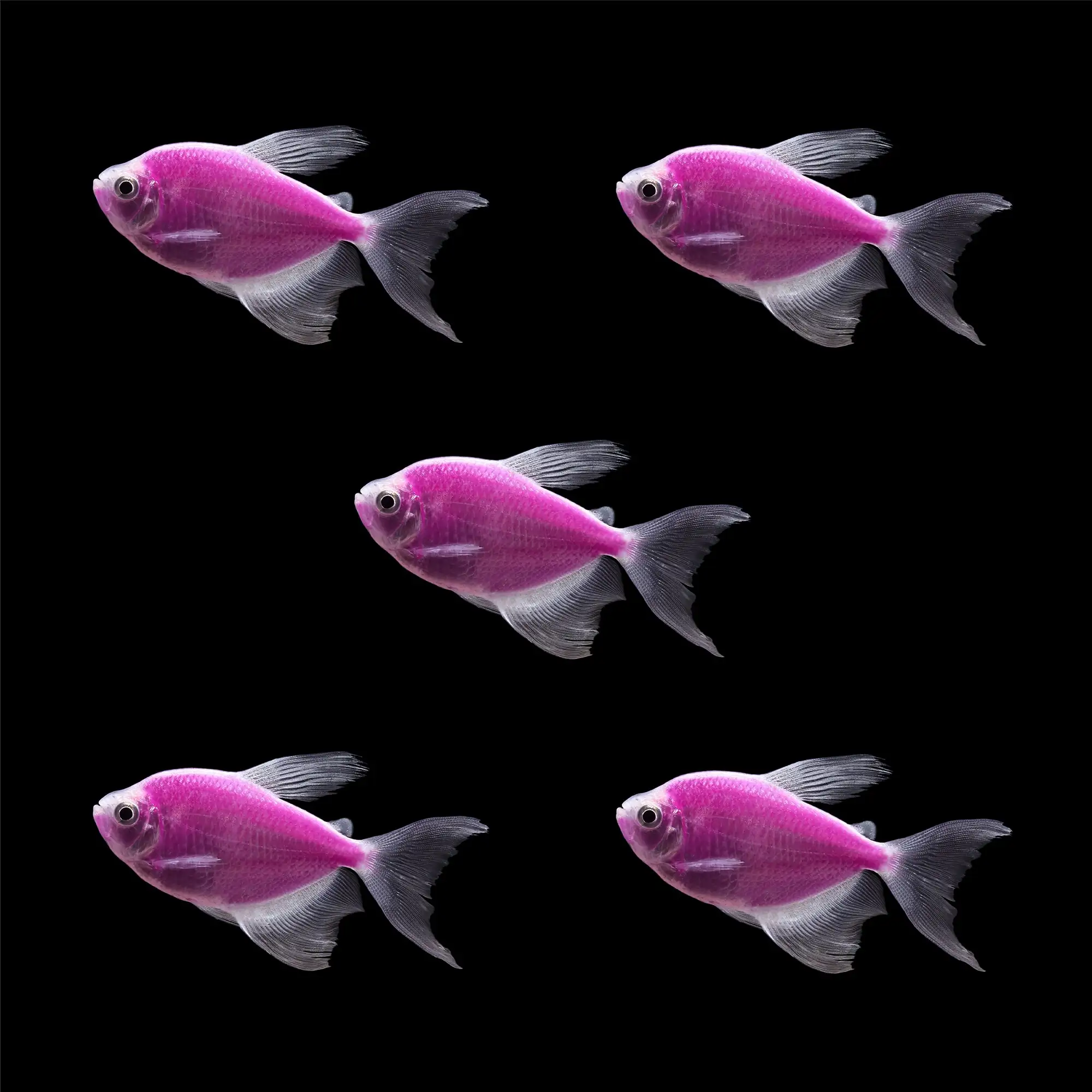 GloFish, Galactic Purple Longfin Tetra